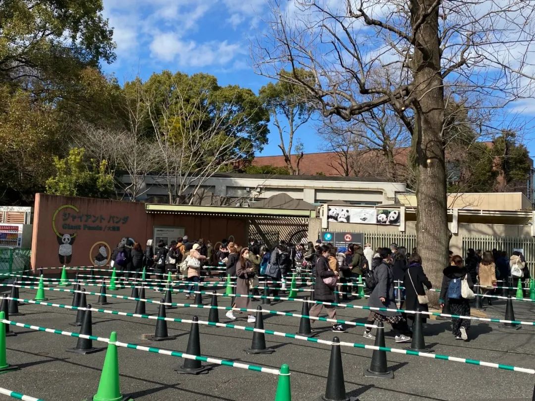 大熊猫香香将启程回国,大熊猫香香最后一天在日本见游客