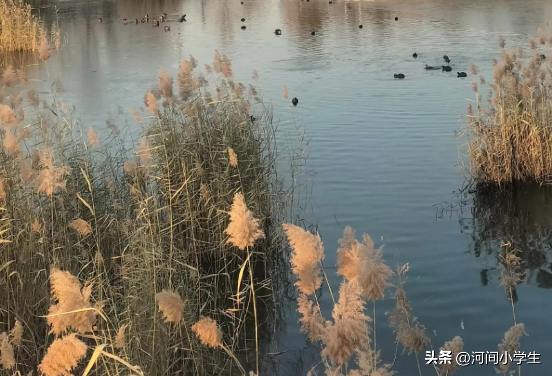 六年级上册语文园地有你真好,六年级第八单元有你真好习作例文