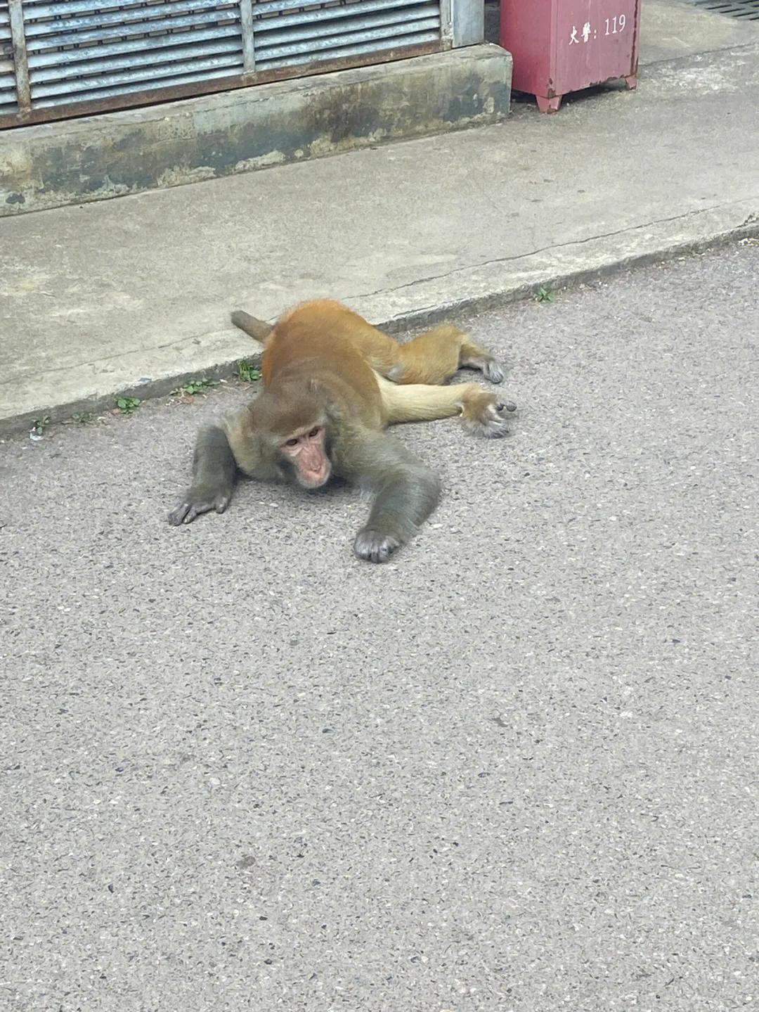 贵州贵阳黔灵山攻略,贵州黔灵山附近旅游攻略