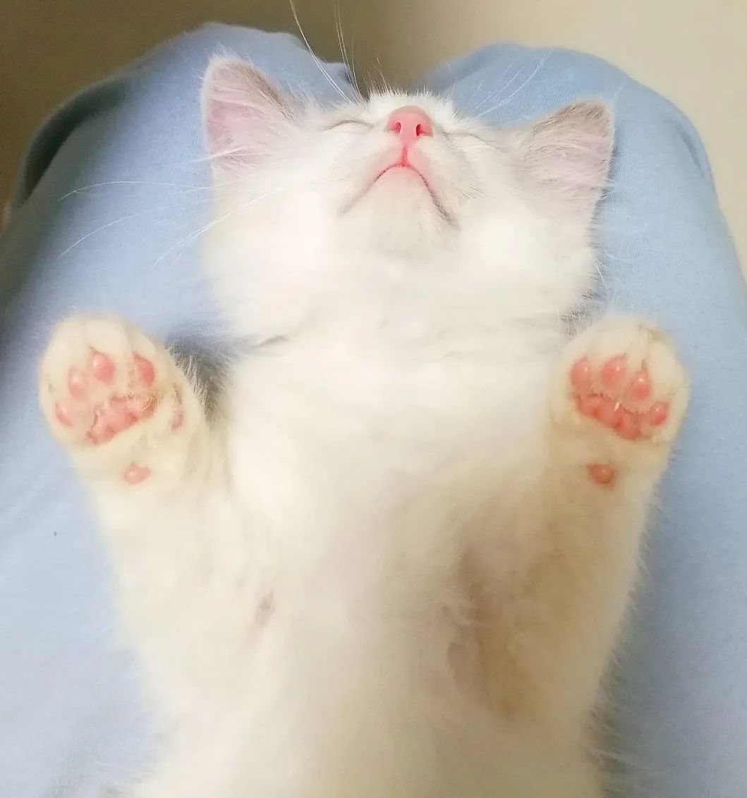 猫咪肉垫干燥脱皮用什么药,猫肉垫干裂脱皮咋回事啊