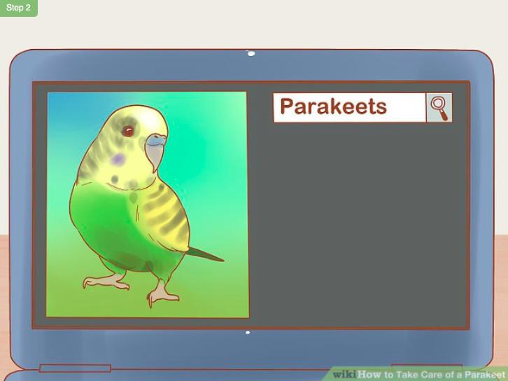 怎么照顾虎皮幼鸟,怎么照料小虎皮鹦鹉