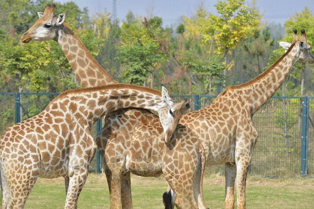 长颈鹿踢飞狮子,狮子偷袭长颈鹿长颈鹿使出杀手锏