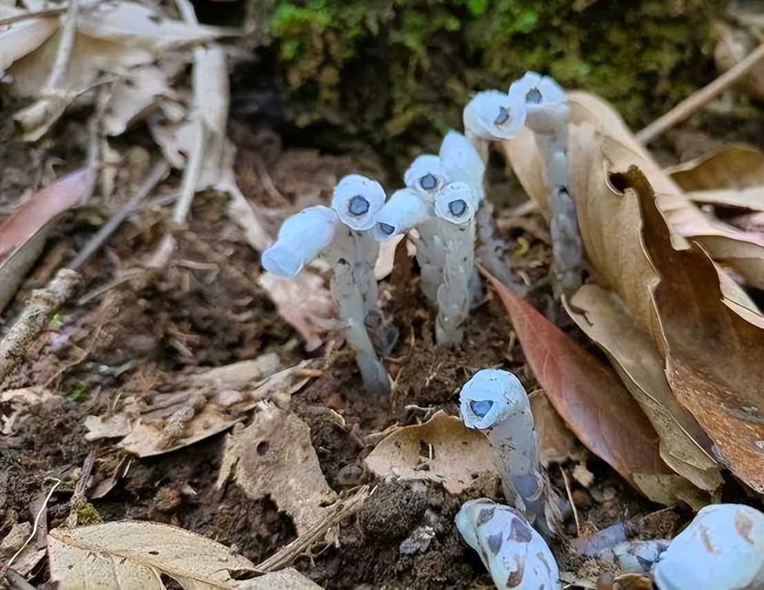 昆明发现冥界之花,云南大山的冥界之花