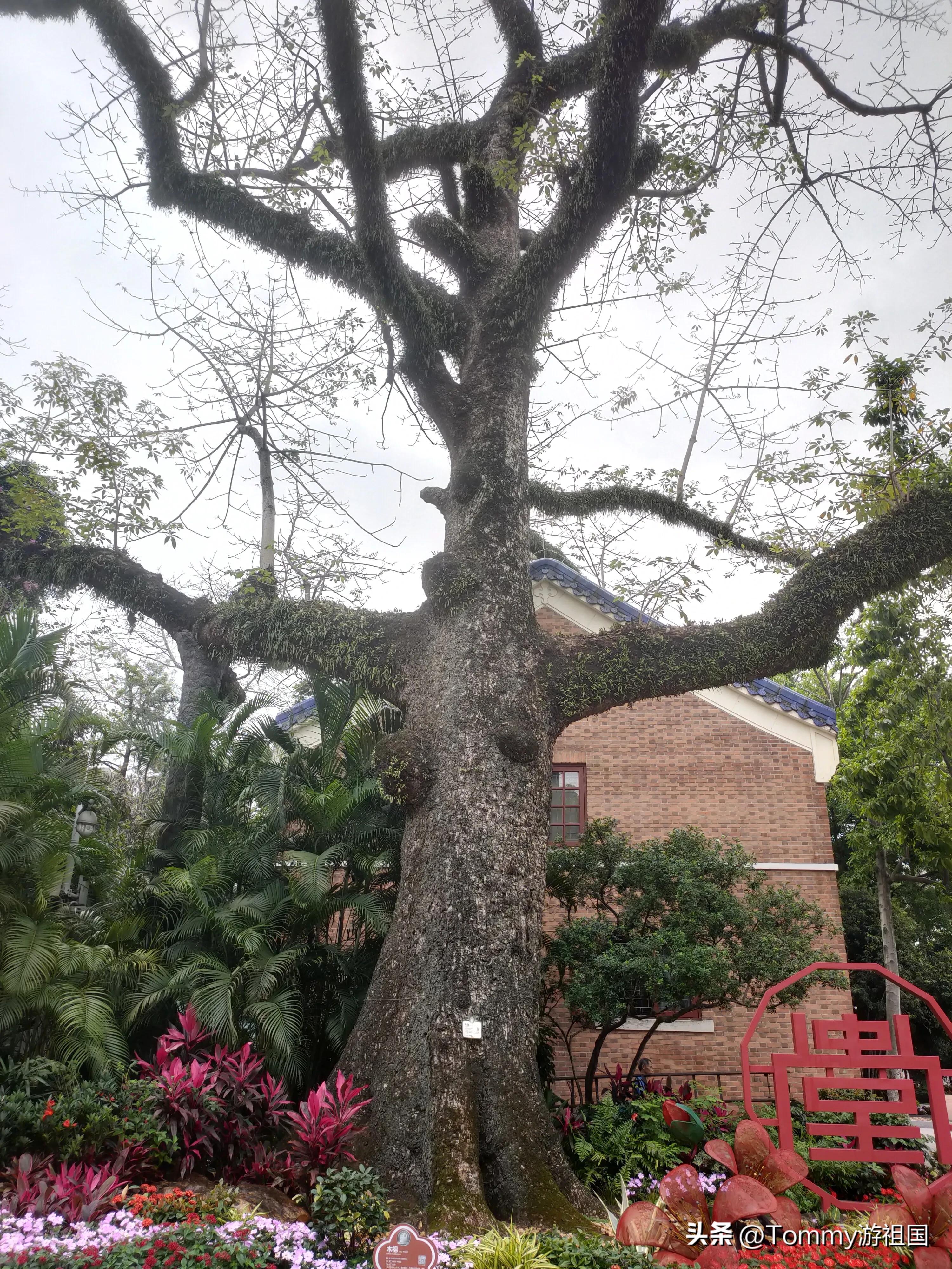 中山纪念堂木棉怒放,参观广州市中山纪念堂