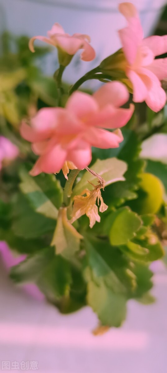 春天花的手机壁纸图片好看,春天图片唯美高清壁纸