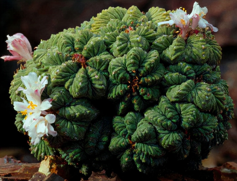 龟甲牡丹多肉植物大全,龟甲牡丹仙人球品种