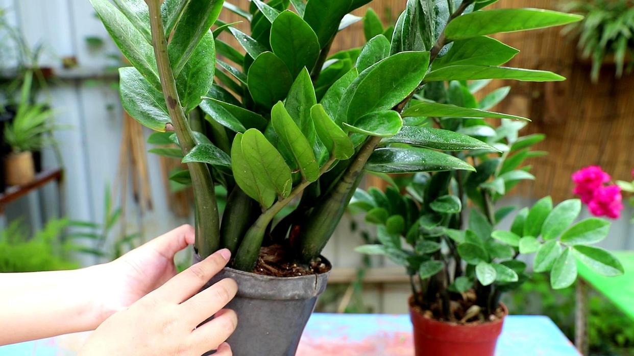 适合在北方养的吉利花,家中养的吉利花