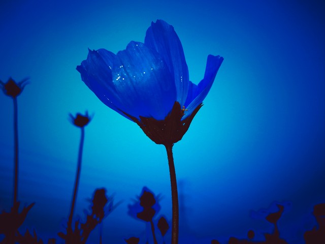 情人节送花的寓意和意义,情人节花语经典短句