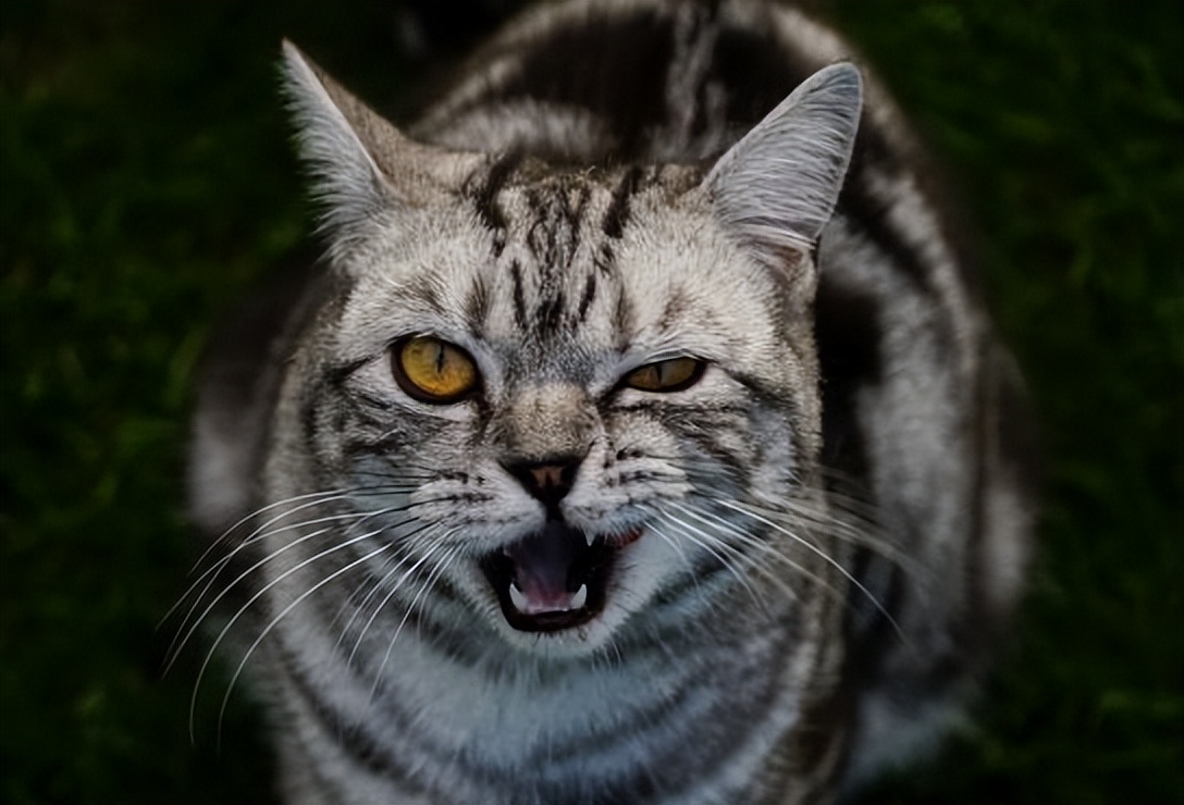 不小心搞掉猫咪胡须,猫咪的胡子可以稍微剪掉一点点嘛