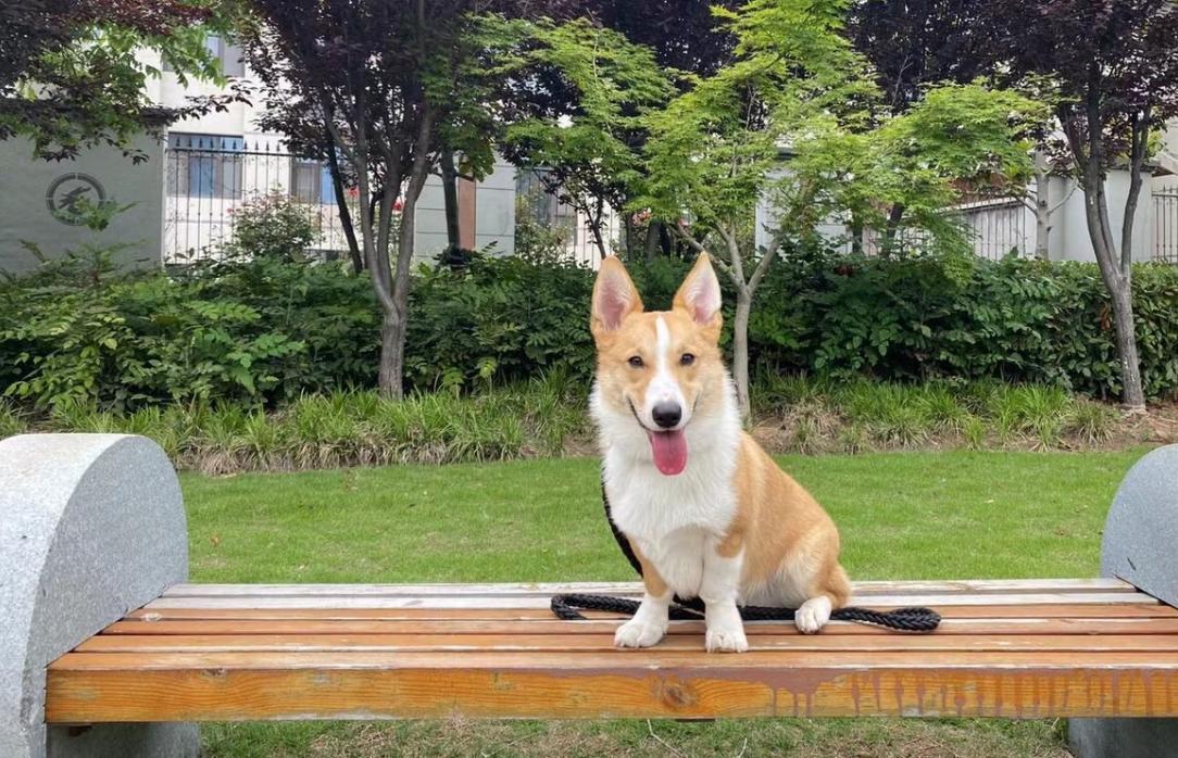 柯基喂养指南吃多少狗粮,幼年柯基吃什么狗粮比较好