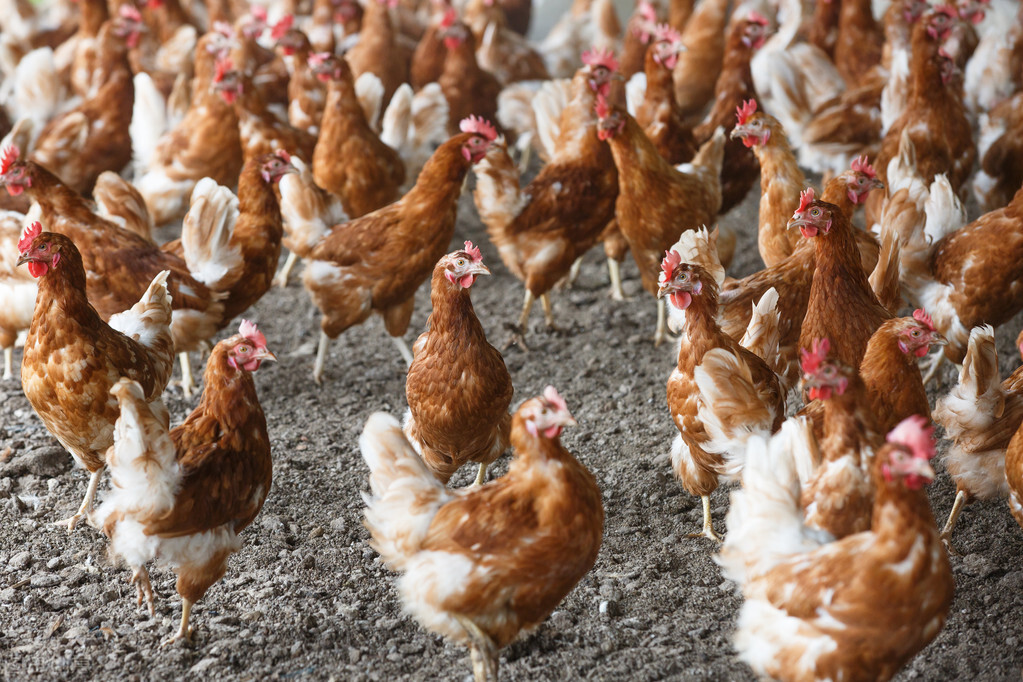 中草药饲料添加方剂分享