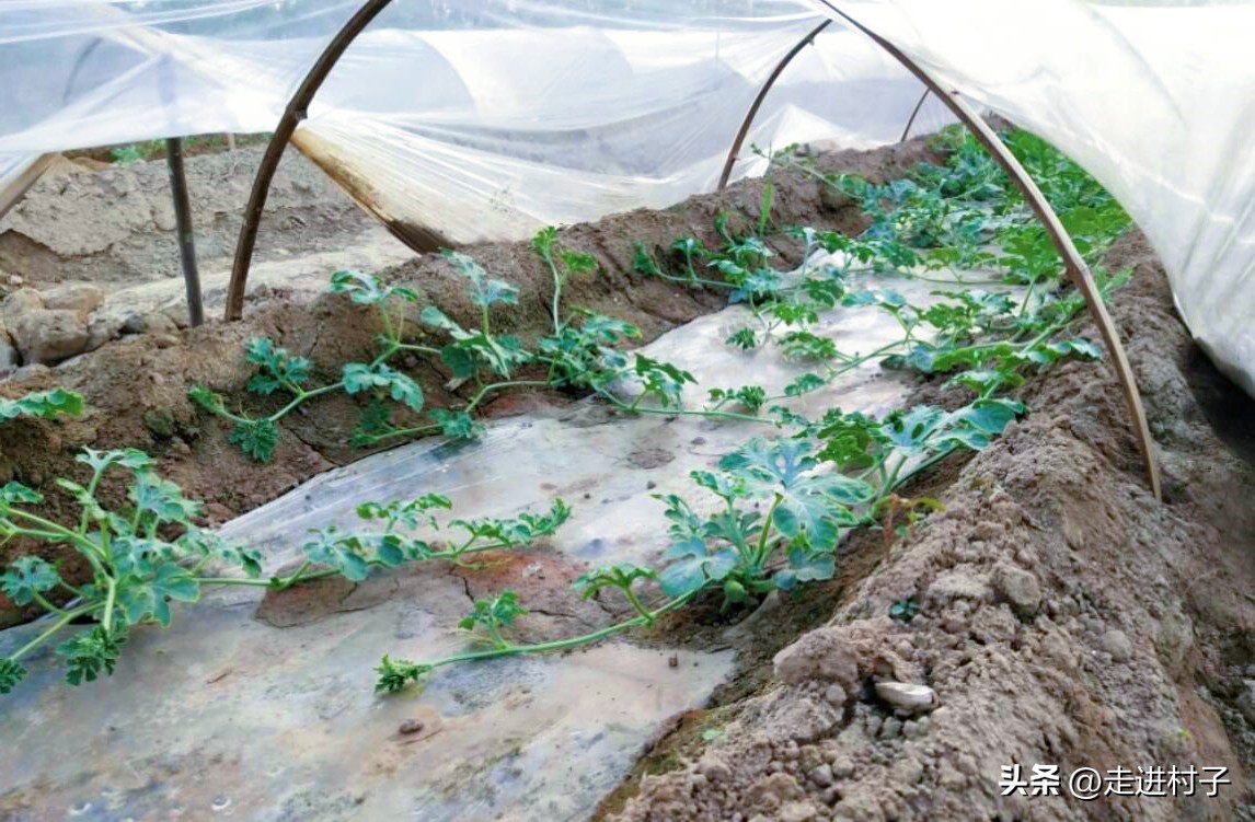 如何种植西瓜让西瓜长得很快,西瓜种植的方法和技术一窝种几棵