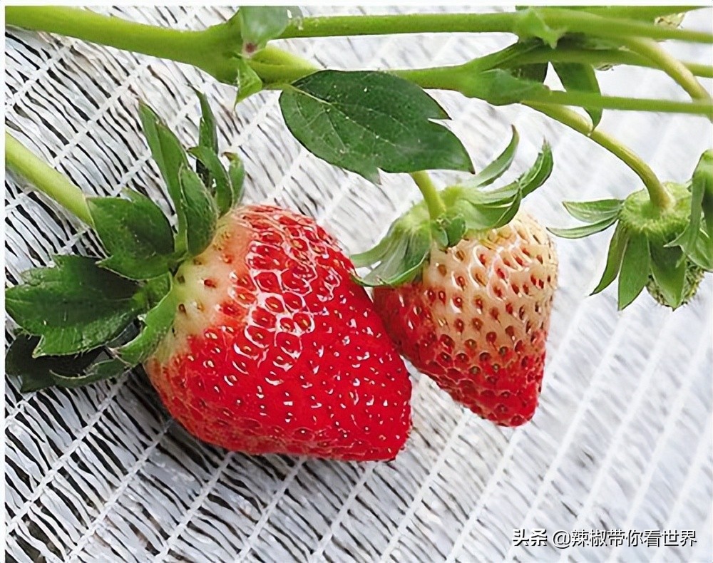 宁德大黄鱼之乡攻略,霞浦大黄鱼之乡图片