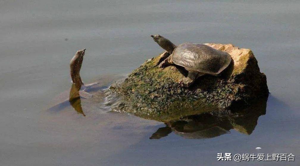 紫衣龟仙玄冥,龟仙紫衣