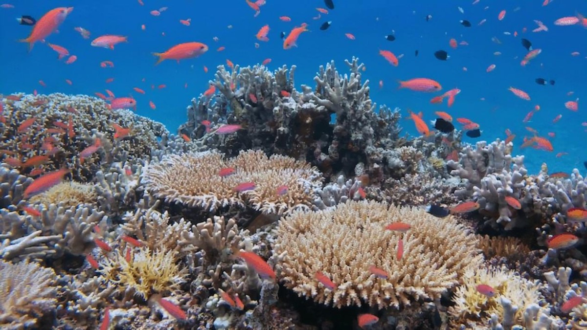 马里亚纳海沟底下的水有多少度,马里亚纳海沟最深处有海水吗