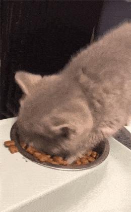 猫主子的饮食记录,猫主子的吃喝玩乐