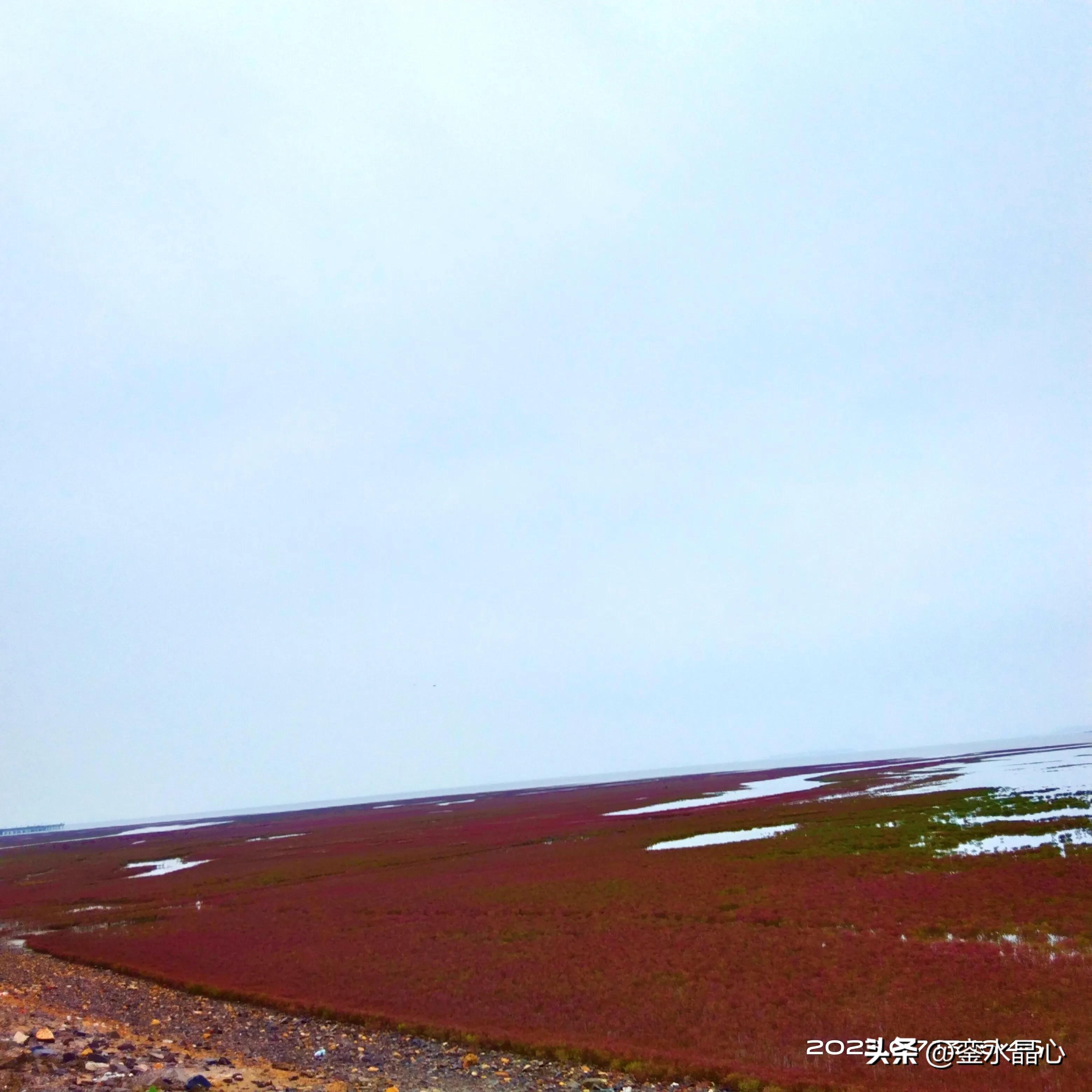 兴城红海滩值得去吗,兴城红海滩十月一日去红吗