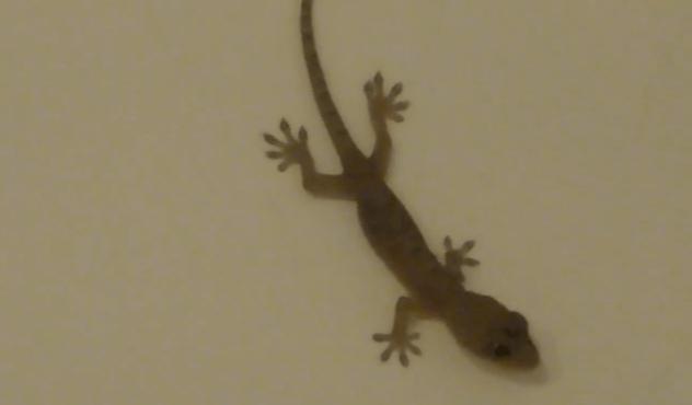 壁虎与蛇是什么关系,壁虎和蛇属于什么关系