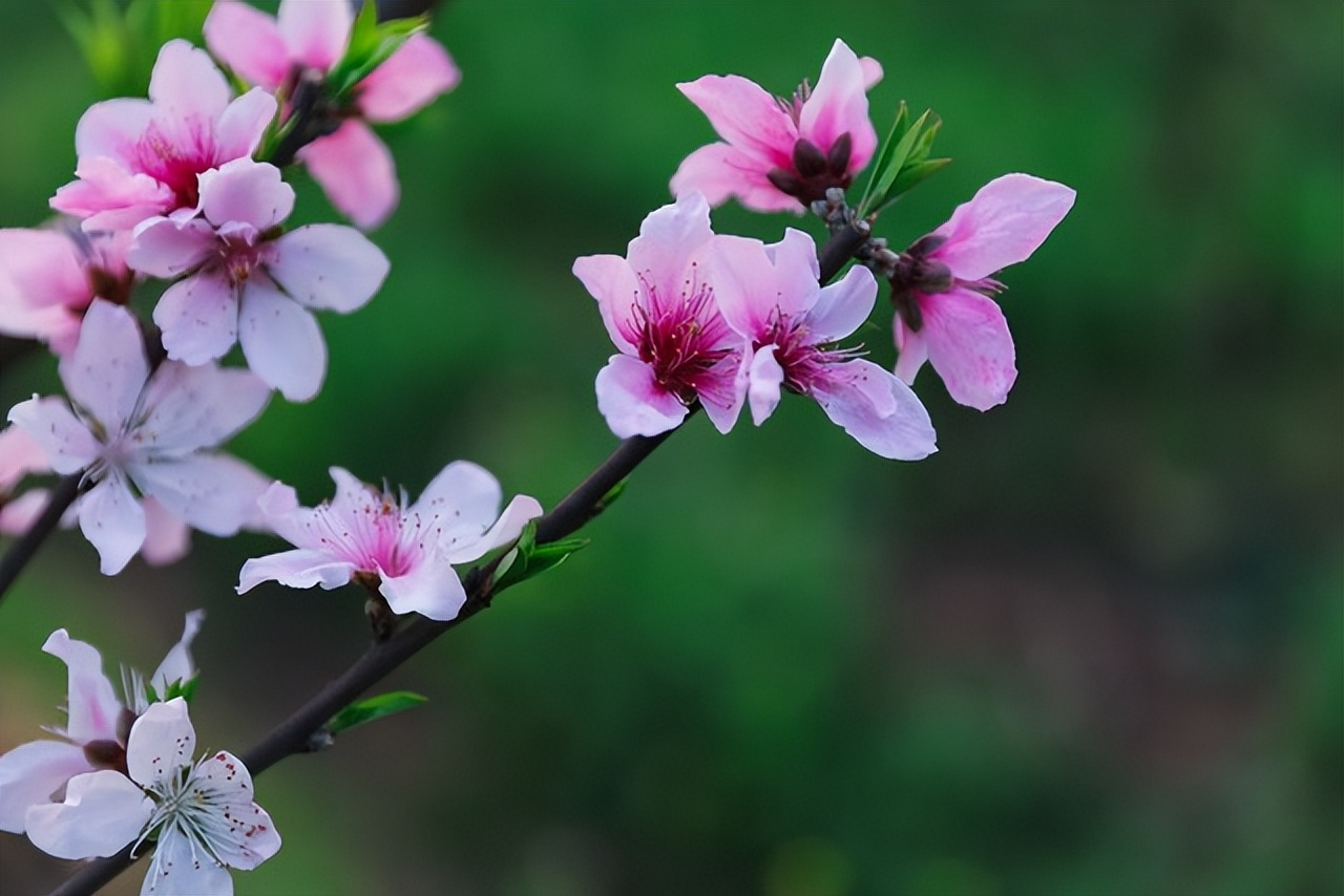 关于春天桃花的诗,一年四季桃花的诗句