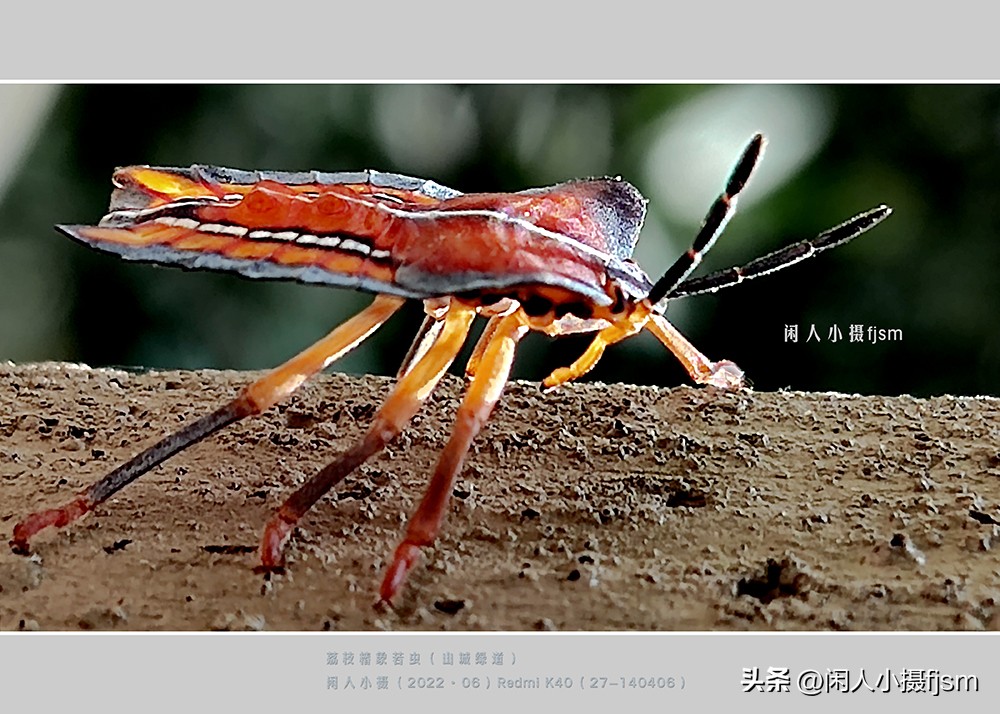 手机微距摄影实用技法图片,手机拍摄之微距镜头拍摄欣赏