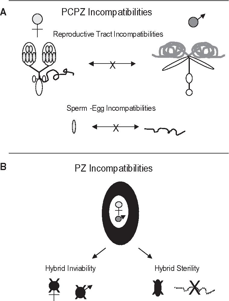 生殖隔离和物种隔离,存在生殖隔离的就不是一个物种吗