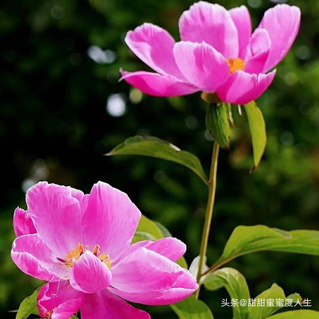 怎么办我想你了,怎么办我想你原唱