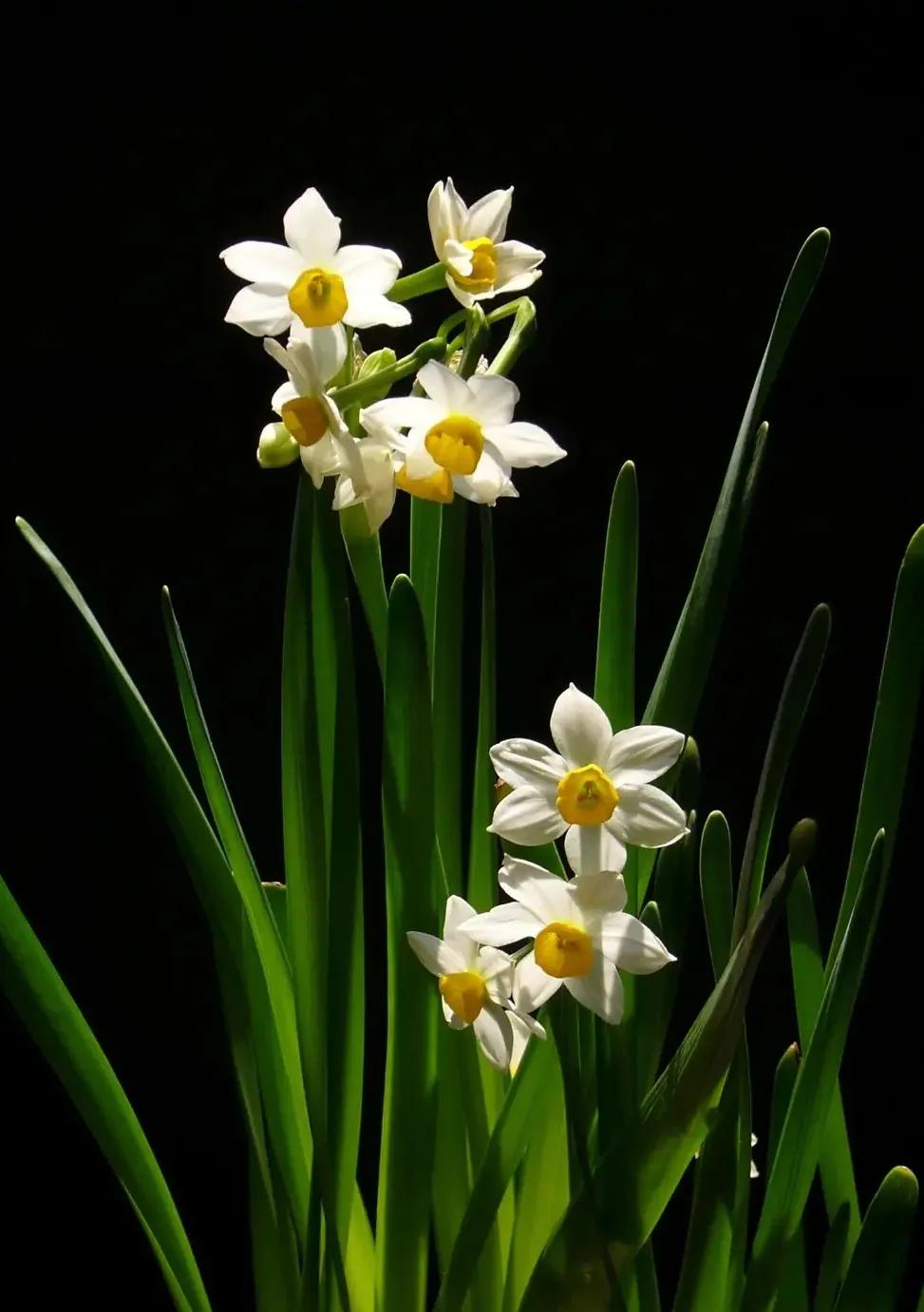 古诗词中的水仙花：飘零尘俗客再见水仙花
