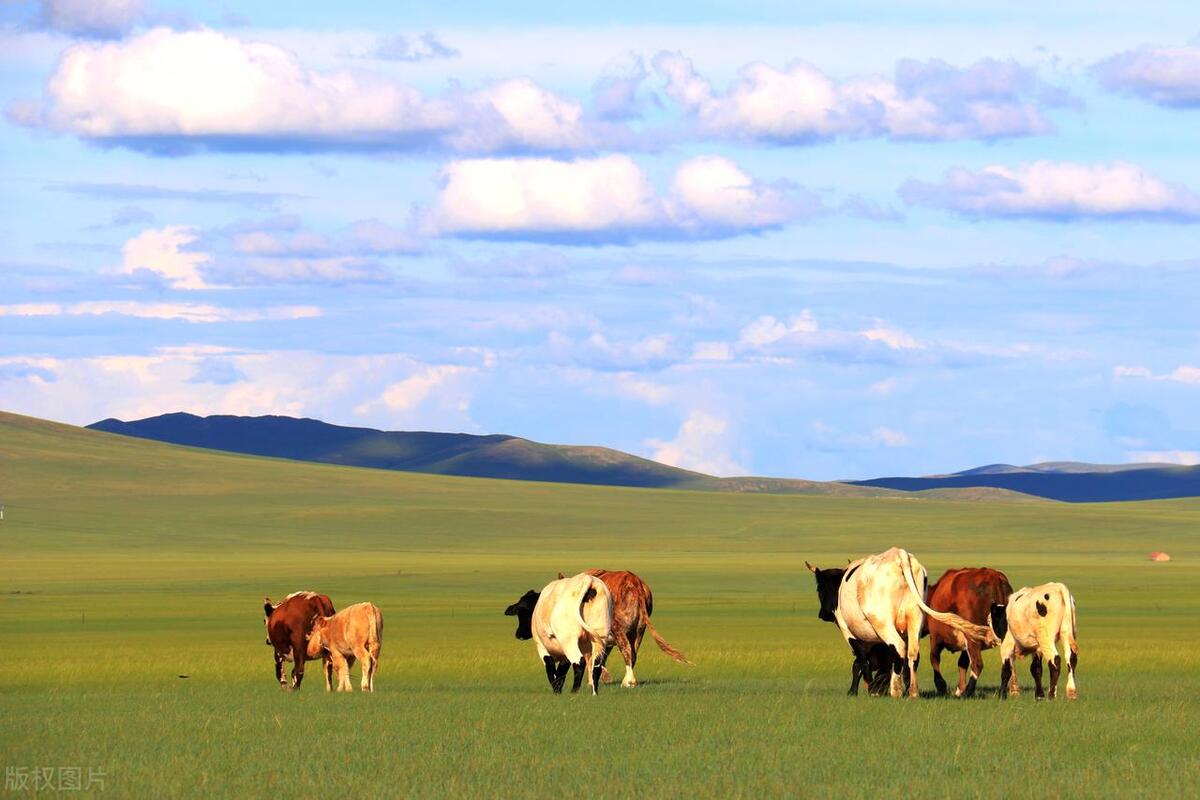 牛价上涨全国最新牛肉价格,牛价今日最新牛肉价