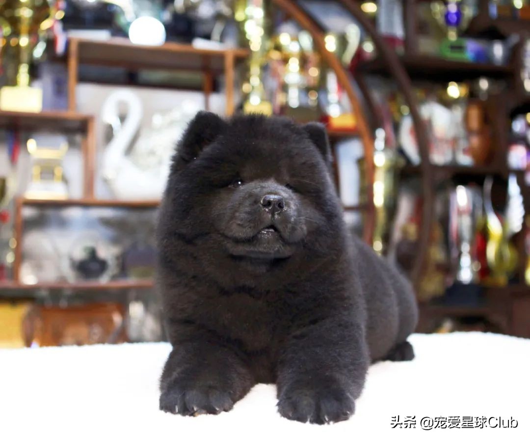 松狮犬是大型犬吗,松狮犬宠物百科