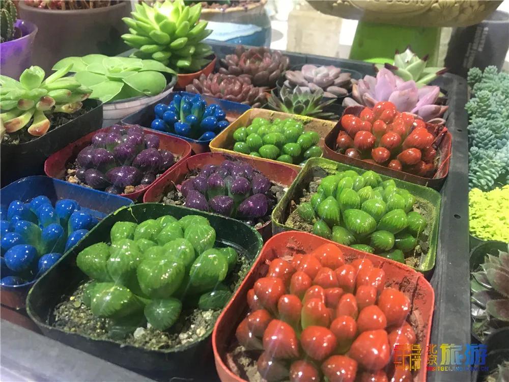 京南永清花卉批发市场,京南花卉批发市场