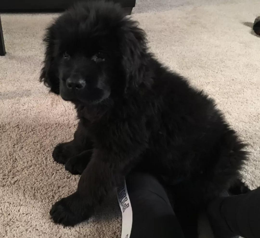 小黄狗长大的过程,小黄狗长大过程