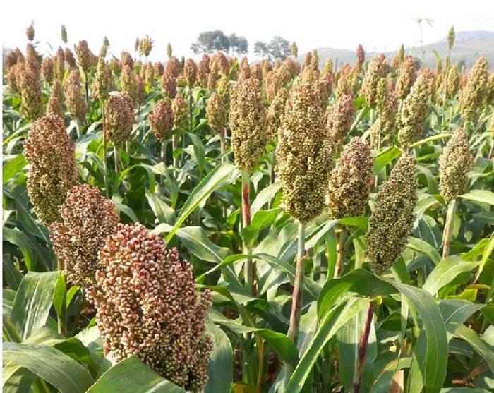高粱种子图片大全,大片高粱成熟图片