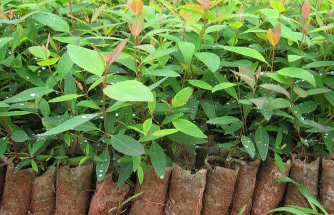 常见有毒花千万别碰,世上有毒的花和植物