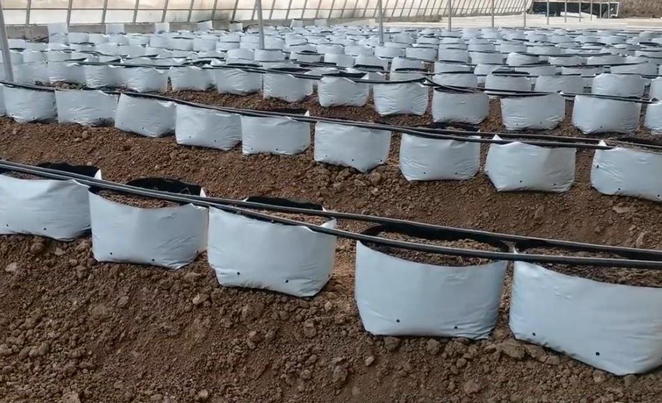无土栽培和常规栽培的成本比较,无土种植蔬菜用种植袋的新技术
