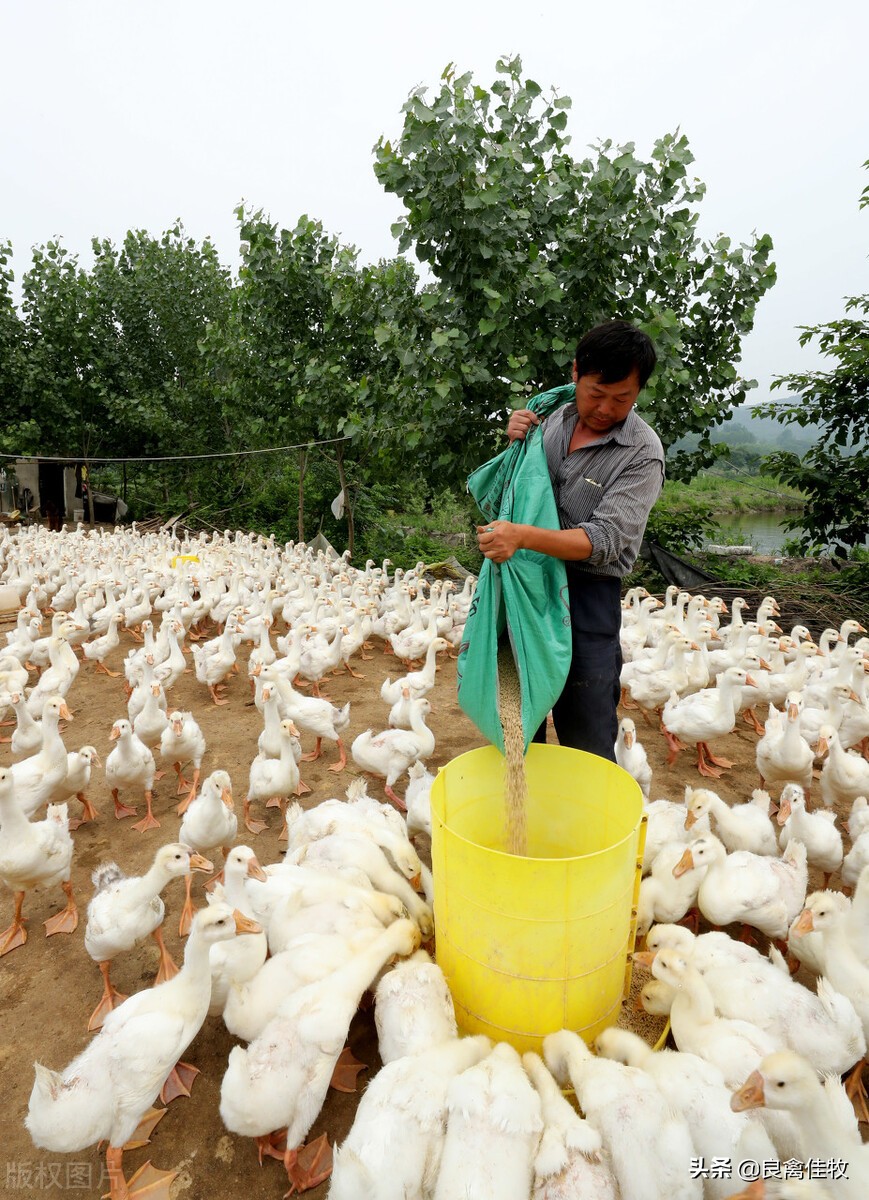 预防鹅痛风用什么药,鹅营养性痛风与病毒性痛风的区别