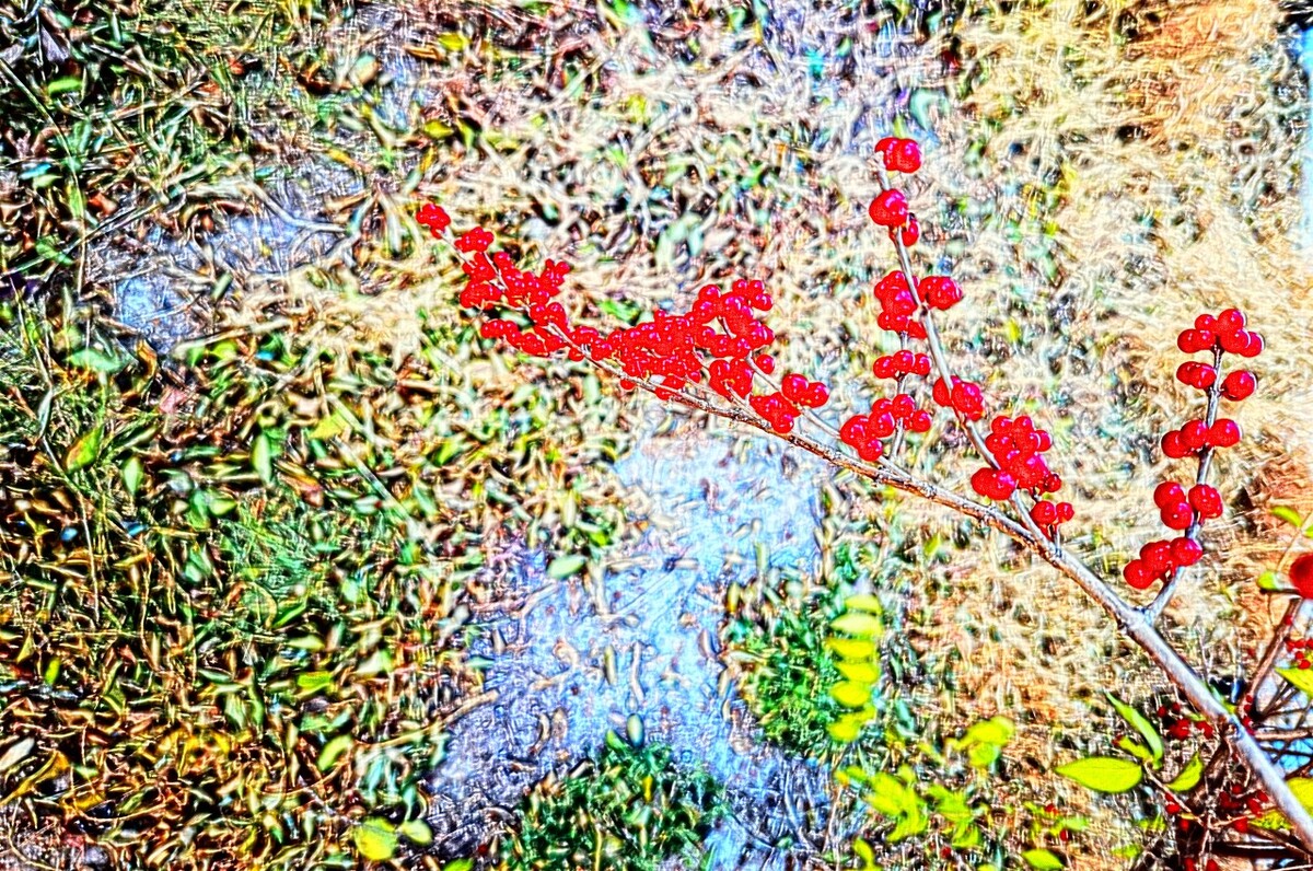 每日学一味中药威灵仙,每日学草药17