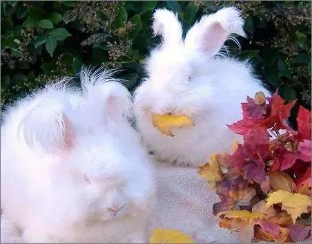 兔年跟风养个兔,哪种品种的兔兔好养还便宜