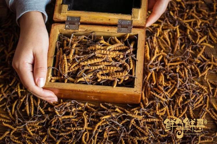 鲜冬虫夏草和干的冬虫夏草,正宗冬虫夏草多少钱一克
