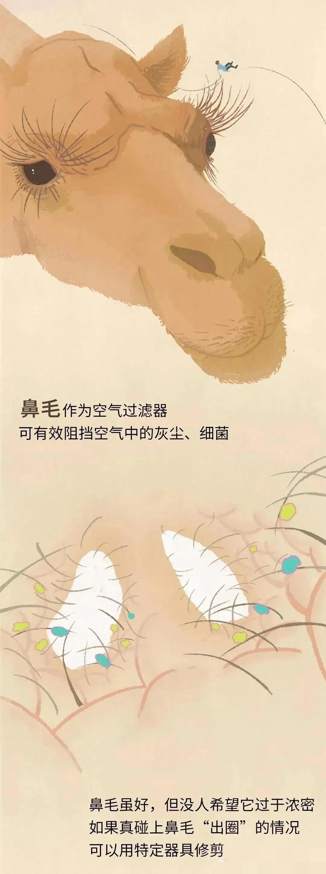 人类的体毛作用,人类的体毛是怎样退化的