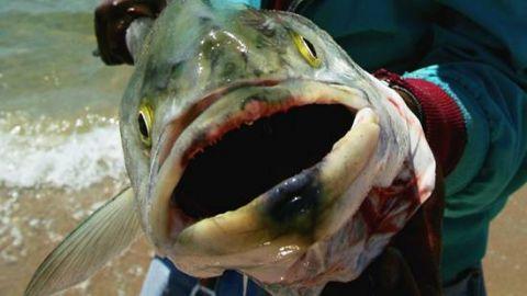 日本的食品安全真的比中国好？日本毒可乐事件，揭露某些人的谎言