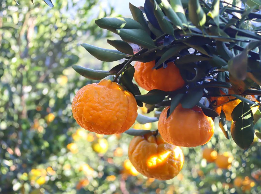 “冬闲”变“冬忙”！普洱掀起冬日“丰收潮”