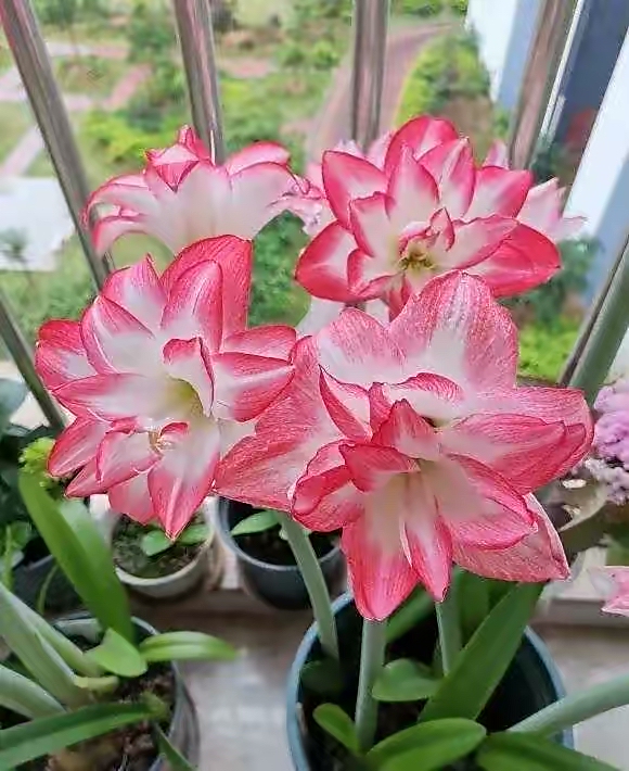 家里养的花怎么养才能旺,家庭养什么花好养不愿死