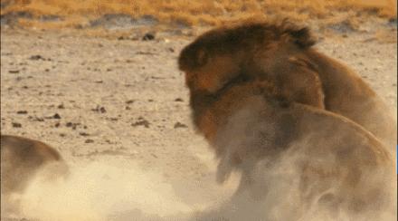 狮子为什么和老虎本性不一样,老虎和狮子一生中最大的遗憾