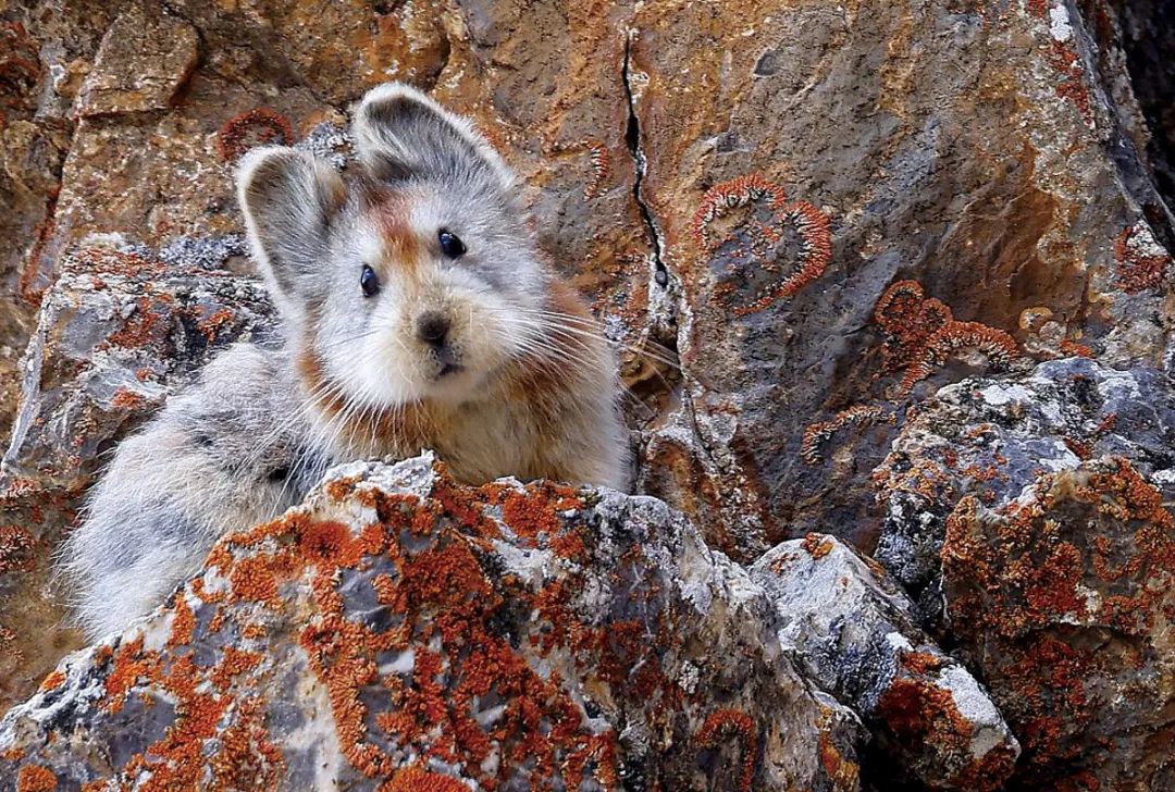 兔年说兔,让我们重新认识一下兔子