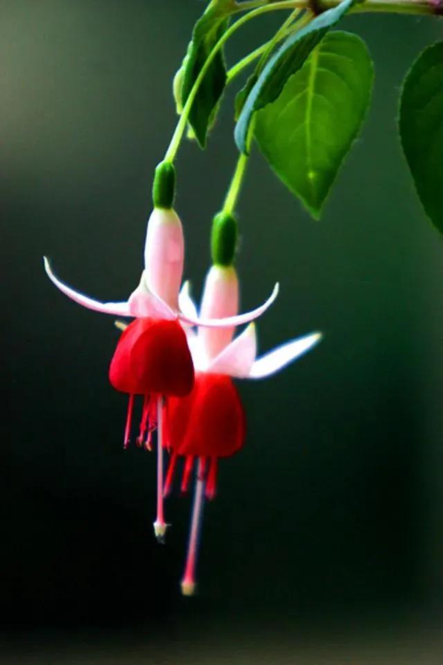 花朵壁纸横版,花朵招财壁纸