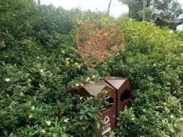 四年栀花开，我们终究离别