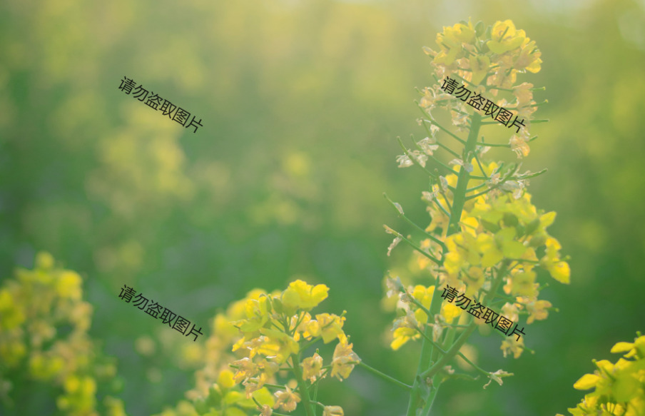 怎么给图片添加水印相机,怎么给图片添加水印地点