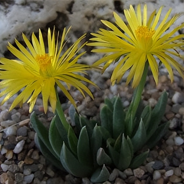 102个大类近500个多肉植物图片，都极其美丽，建议在家中也养一盆