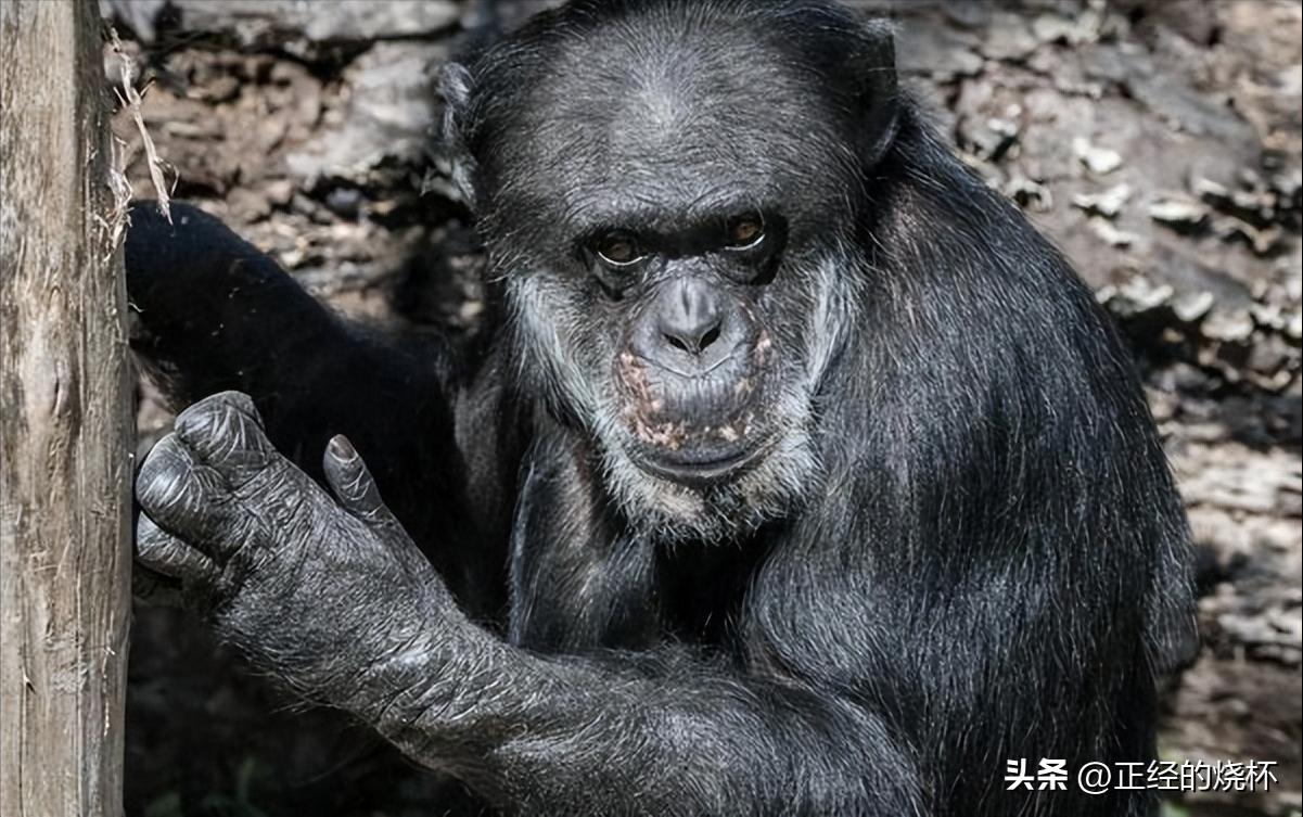 类人猿的身体特征有哪些,类人猿是什么动物
