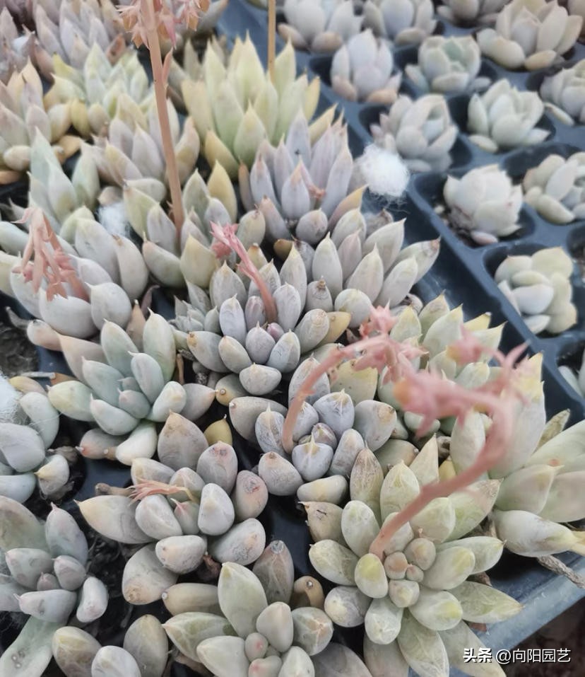 买多肉叶片划算吗,买多肉裸根好还是带土球好